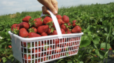 fraises en Espagne 2023-2024